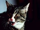 Сборник мультфильмов «Непослушный котенок»
